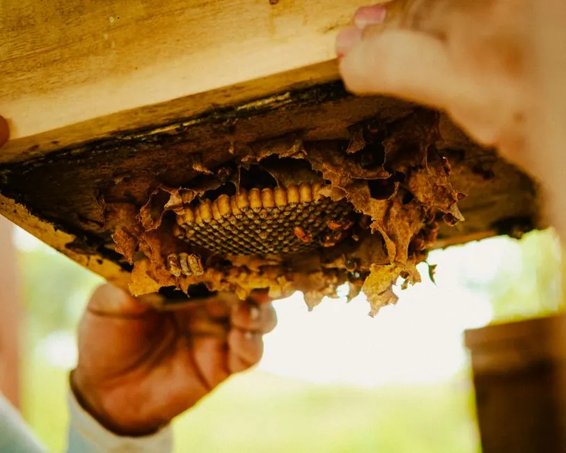 A detailed view of honeycomb and larvae held by a beekeeper's hands, showcasing natural beekeeping.