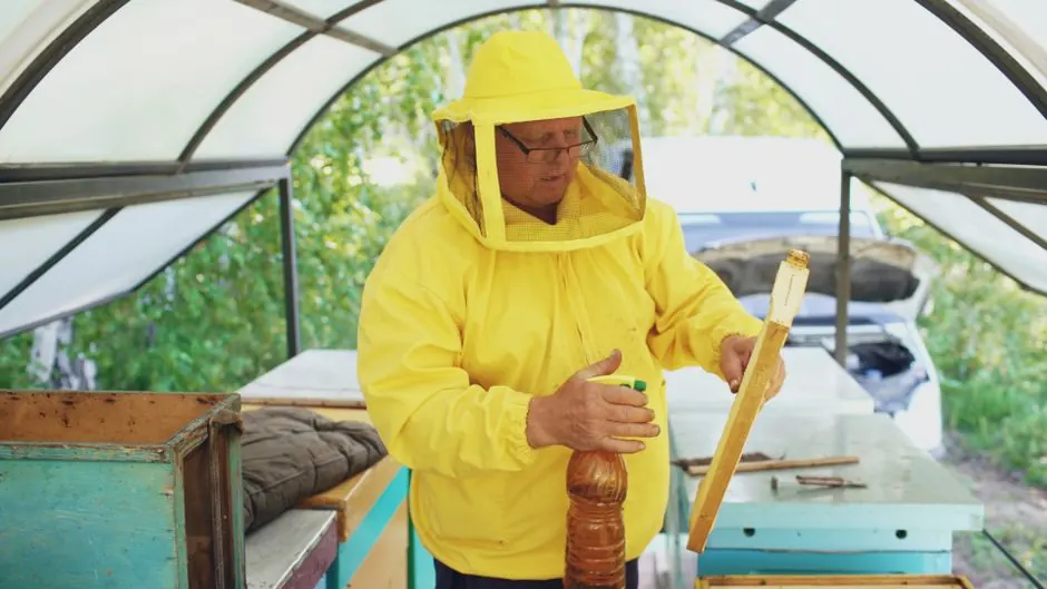 Commercial Carpenter Ant Exterminator