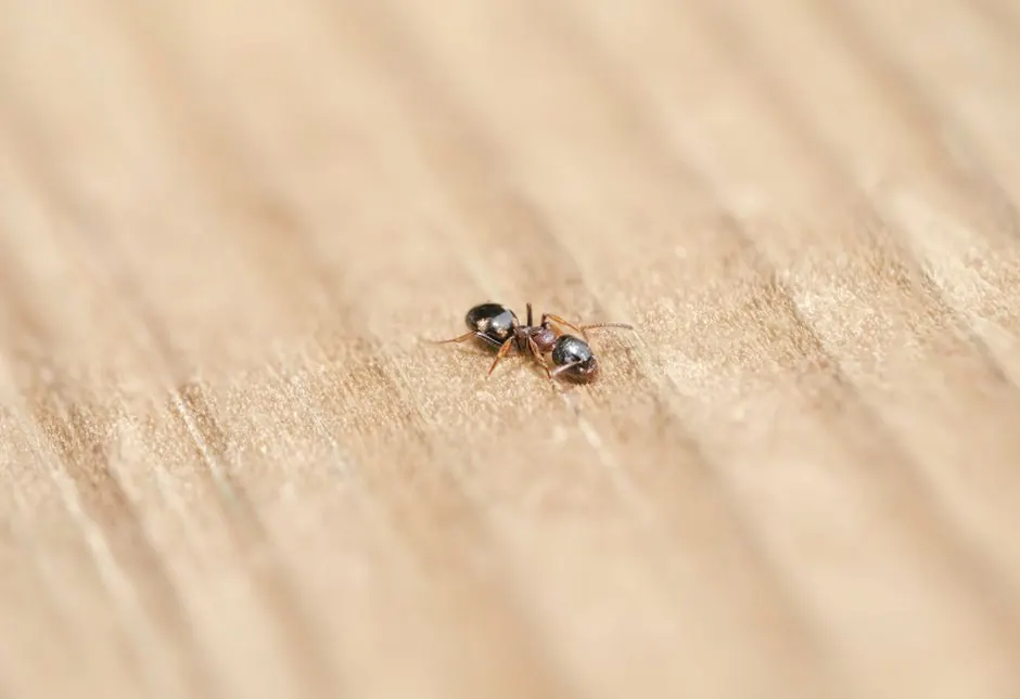 Benefits of Stink Bug Control