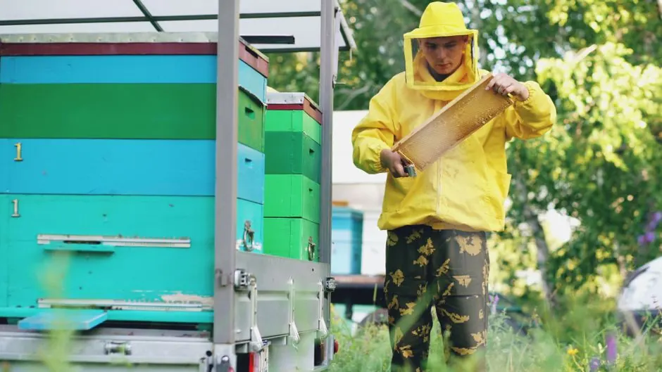 Benefits of Termite Inspection