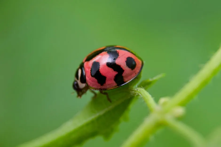 Bright ladybug on leaf in Indonesia. Vibrant nature macro photo.