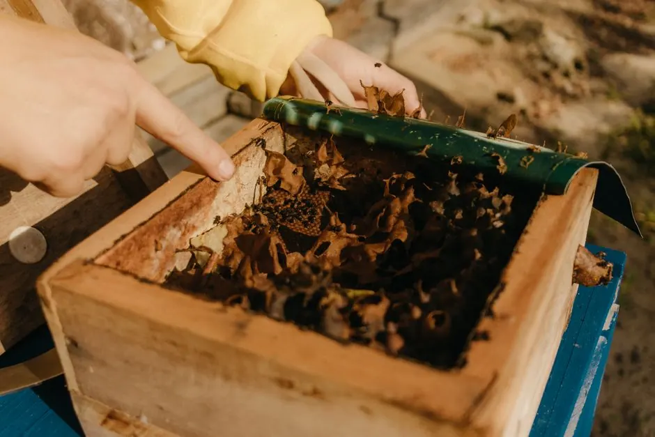 Close-up of hands inspecting a beehive with dried leaves inside on a sunny day.
