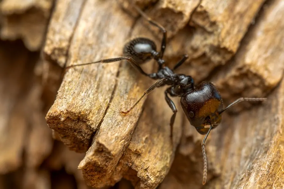 A black carpenter ant on wood.