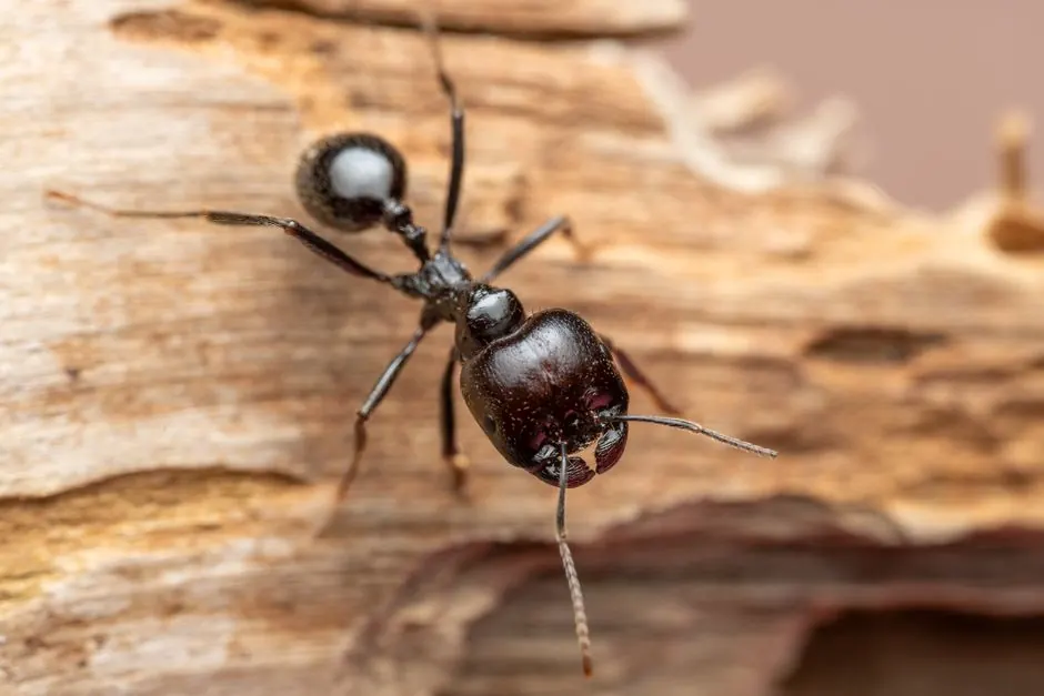 A black carpenter ant on wood.