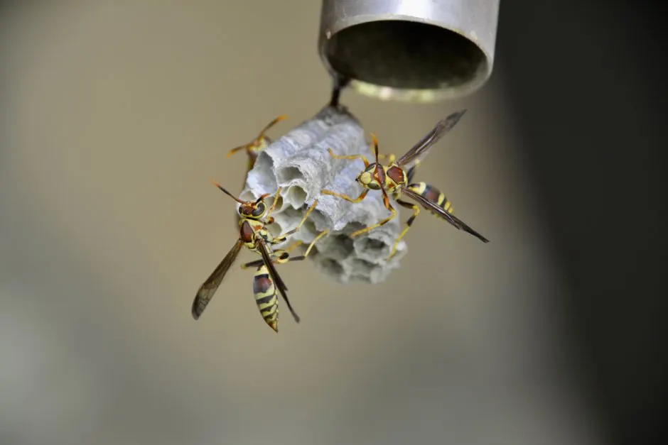 Paper wasps building a nest.