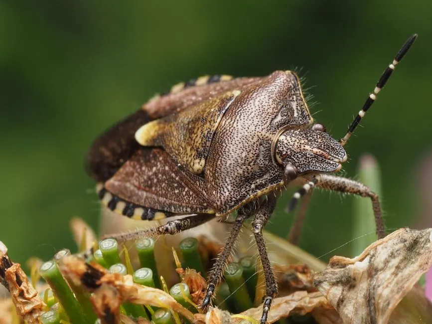 Macro shot of a brown marmorated stink bug on a plant, showcasing its detailed shell pattern and natural habitat.