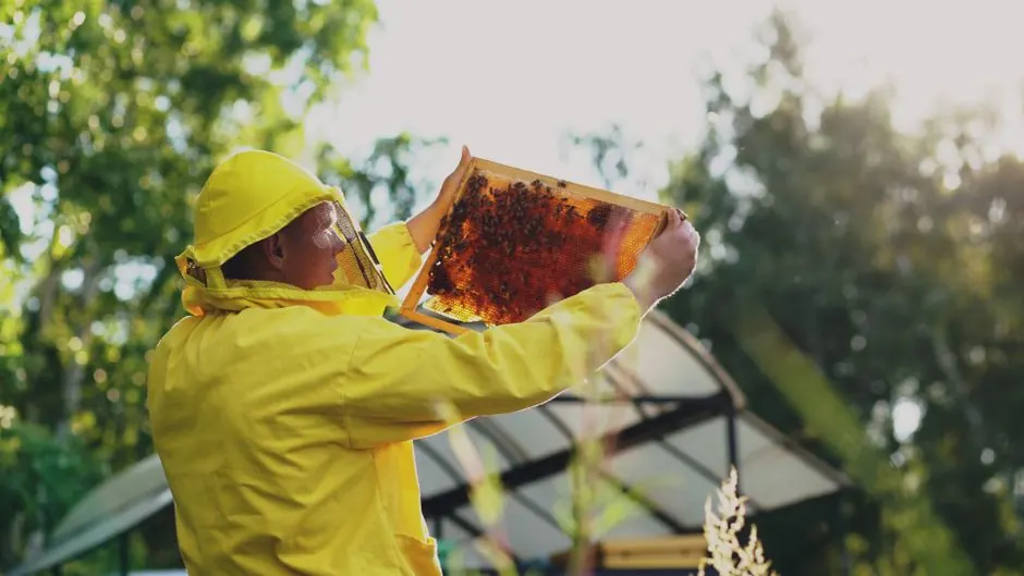 Our Expertise in Ant Control