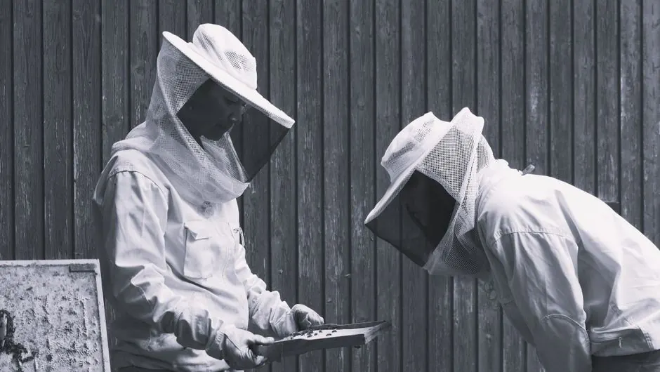 Our Expertise in Carpenter Ant Extermination