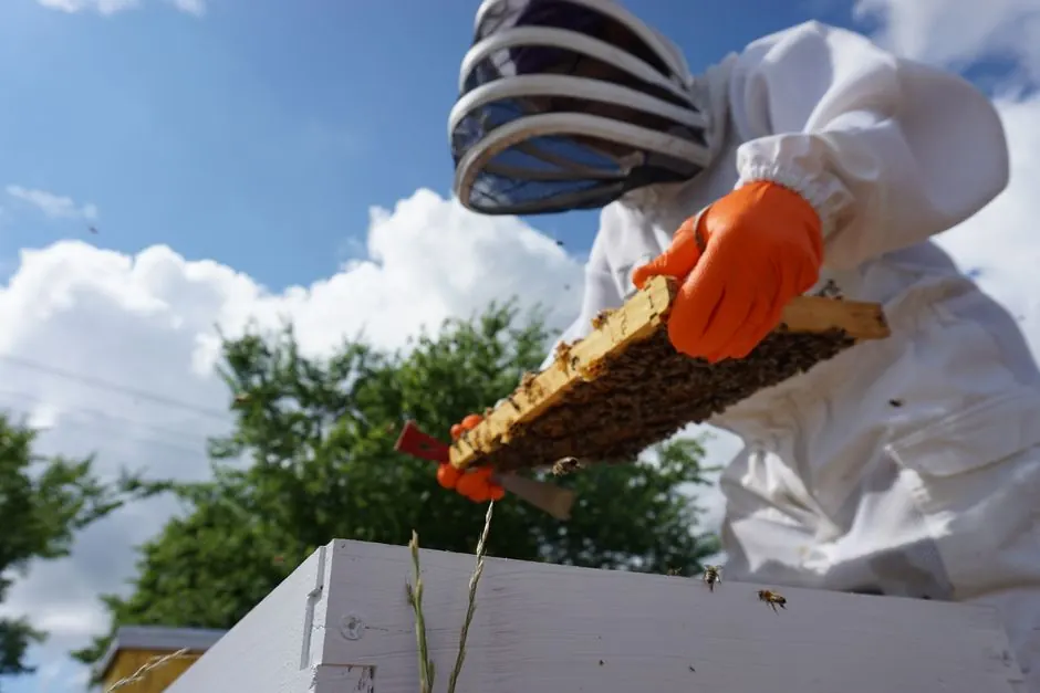 Our Expertise in Stink Bug Control